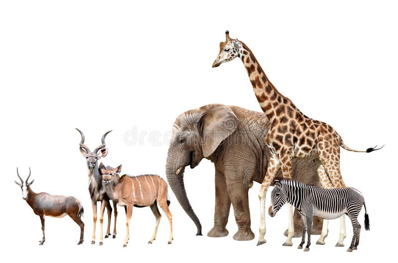 Antílopes de la jirafa, del elefante, de la cebra, de Blesbok y Kudu
