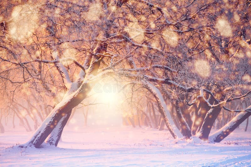 Anul nou sau de Crăciun. lumini colorate și fulgi de zăpadă pe fond de arbori înghețați. frumos parc de iarnă în ajunul stock photo