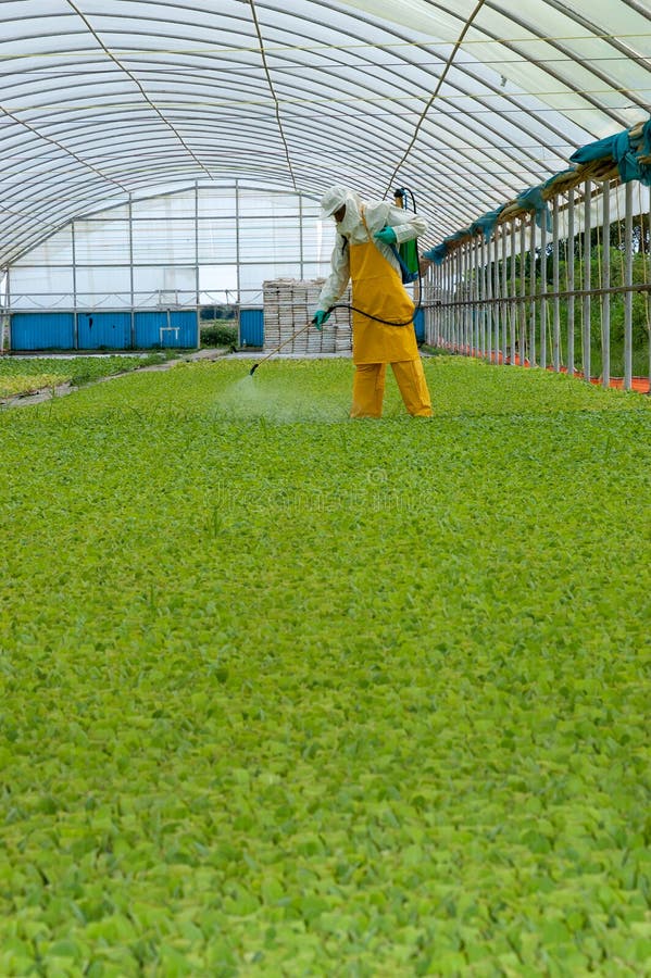 Application of agricultural chemicals in greenhouse with safety suit best practices. Application of agricultural chemicals in greenhouse with safety suit best practices