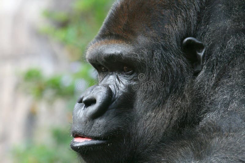 Anxious gorilla