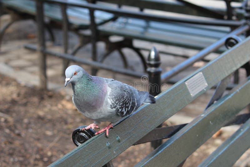 Anxious looking colorful dove waiting fence stock photos Anxious looking colorful dove waiting fence stock photos