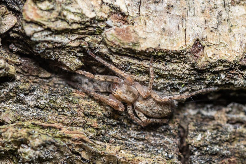 Anyphaena accentuata spider hiding in a tree trunk