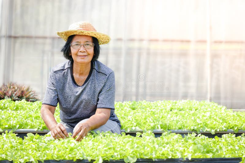 Anziani asiatici coltivano verdure verdi organiche su terreni coltivati.