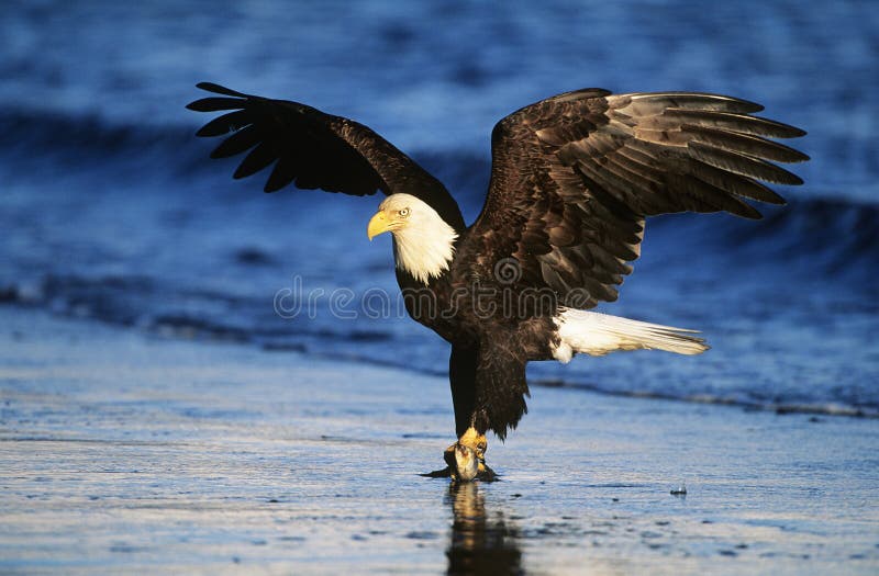 Bald Eagle catching fish in river. Bald Eagle catching fish in river