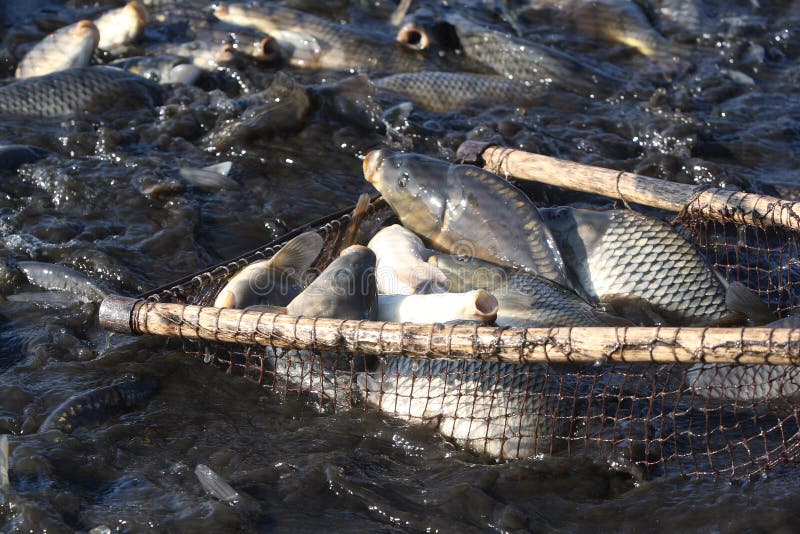 Anziehende Lebende Fische in Einem Teich Stockfoto Bild von kultur