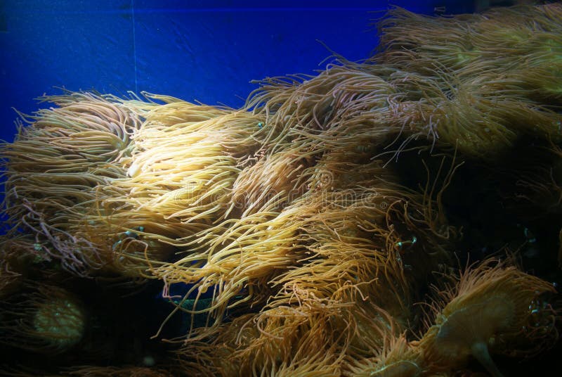 Anémona de mar inclinada burbuja - anémona de mar delicada - pescados comunes del payaso imagenes de archivo