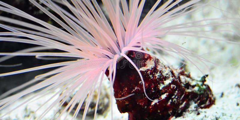 Anémone de mer rose sur fond de pierre plantes et animaux marins