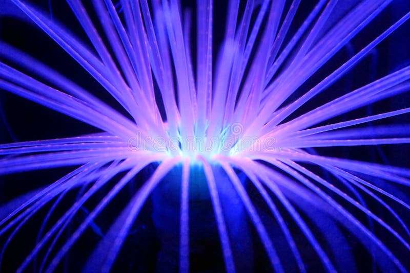 Anêmona azul de incandescência imagem de stock Anêmona azul de incandescência imagem de stock