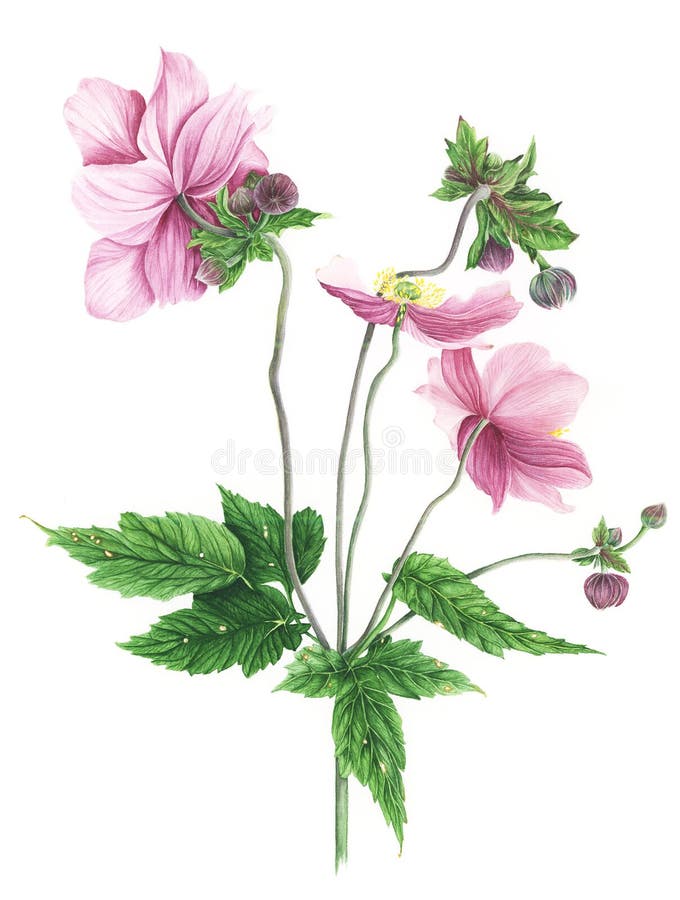Anêmona, pintura da aquarela no fundo branco ilustração do vetor Anêmona, pintura da aquarela no fundo branco ilustração do vetor