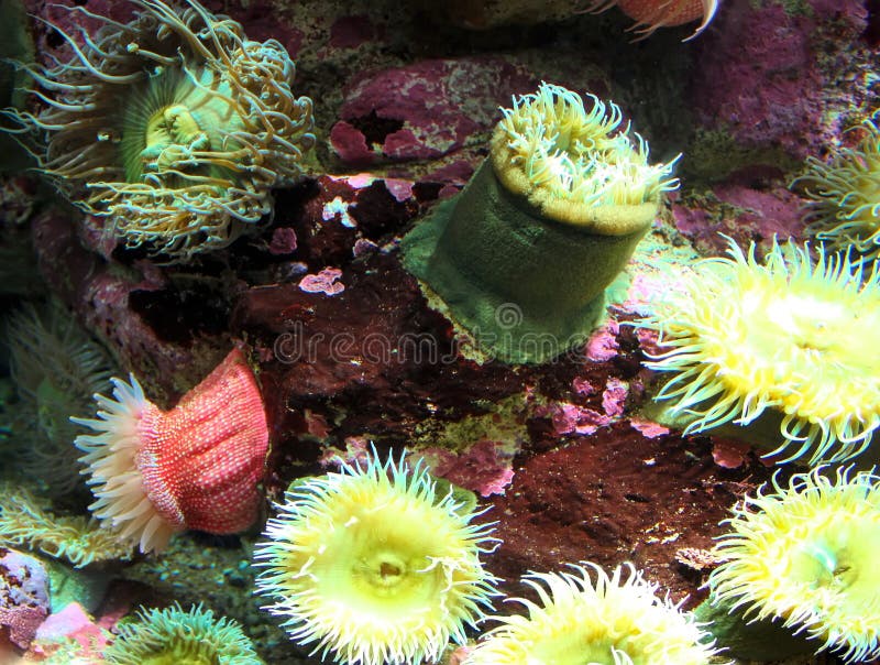 Anêmonas de mar Multi-coloridas foto de stock Anêmonas de mar Multi-coloridas foto de stock