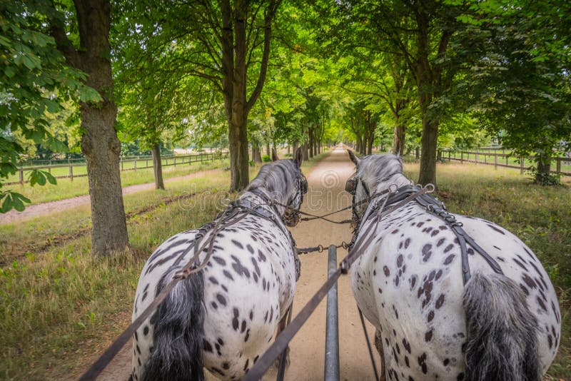 Apaloosa hästar drar en vagn royaltyfri bild Apaloosa hästar drar en vagn royaltyfri bild