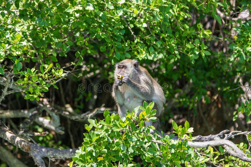 Apan sitter på ett träd och äter frukt Phuket, Thailand royaltyfri fotografi Apan sitter på ett träd och äter frukt Phuket, Thailand royaltyfri fotografi