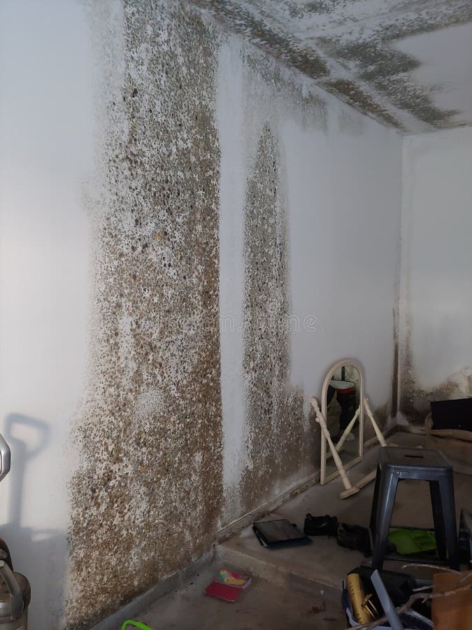 Apartment Mold(Aspergillus) Stock Photo Image of home, black 4669936