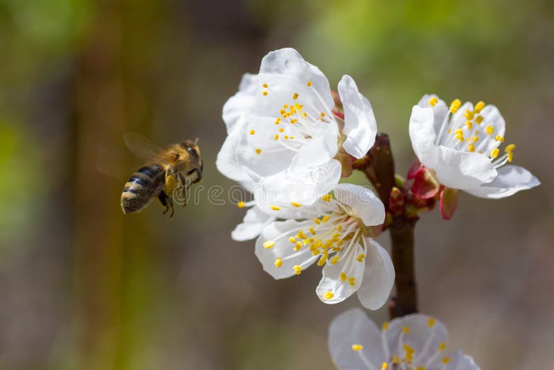 Какие отношения складываются между вишней и пчелой. Цветущая вишня с пчелой. Пчела на цветущей вишне. Пчёлы над цветущей вишней.