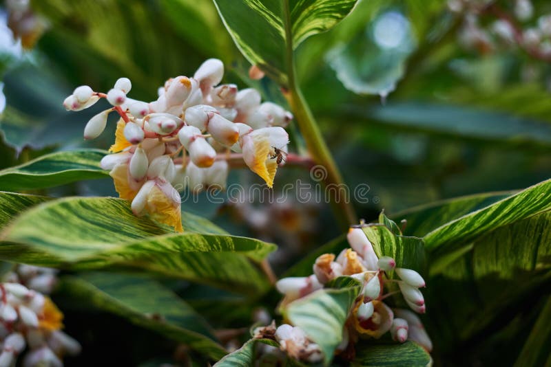 Ape in bei fiori bianchi gialli con le foglie verdi nel parco fotografia stock Ape in bei fiori bianchi gialli con le foglie verdi nel parco fotografia stock