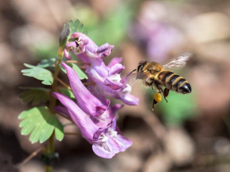 Ape che vola al fiore lilla fotografia stock libera da diritti Ape che vola al fiore lilla fotografia stock libera da diritti