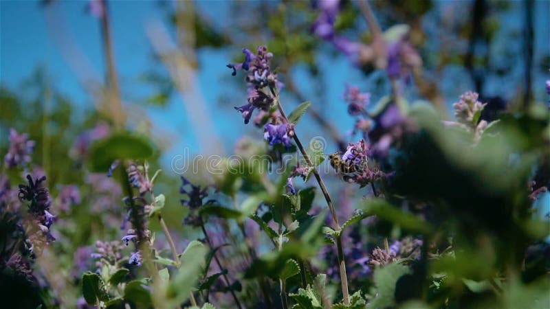 Ape chiusa raccoglie il polline da fiore lavanda di campo viola in slow motion