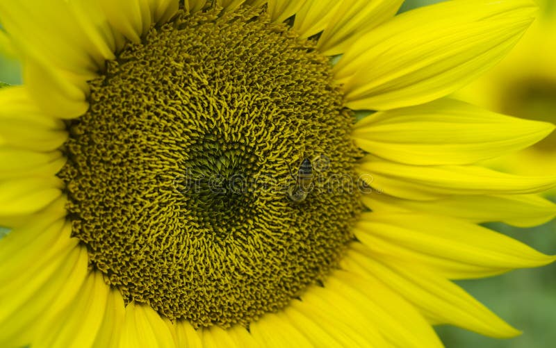 Ape del miele sul girasole fotografia stock libera da diritti Ape del miele sul girasole fotografia stock libera da diritti