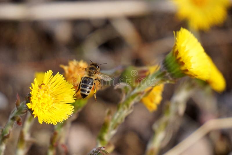 Ape di volo fotografie stock libere da diritti Ape di volo fotografie stock libere da diritti