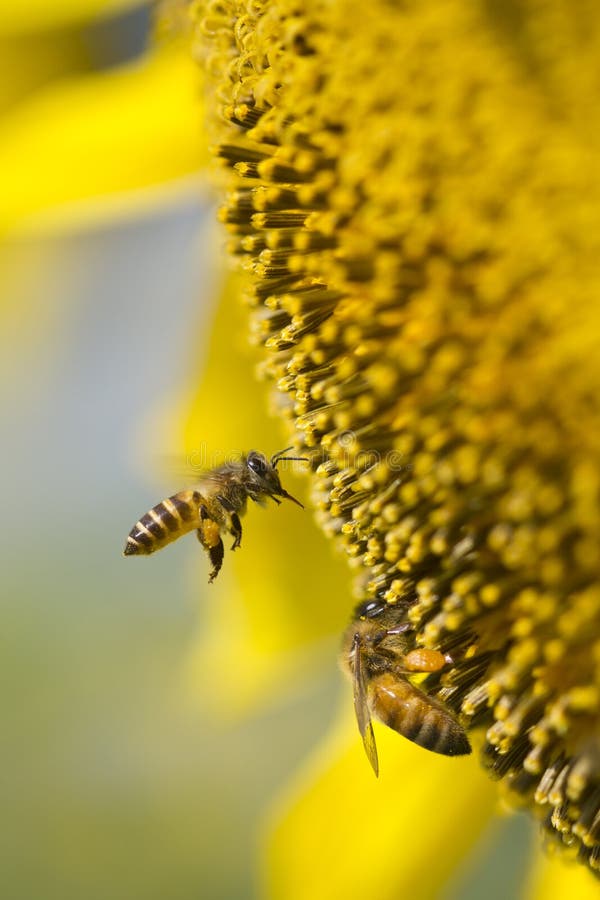 Ape di volo sul girasole fotografia stock Ape di volo sul girasole fotografia stock