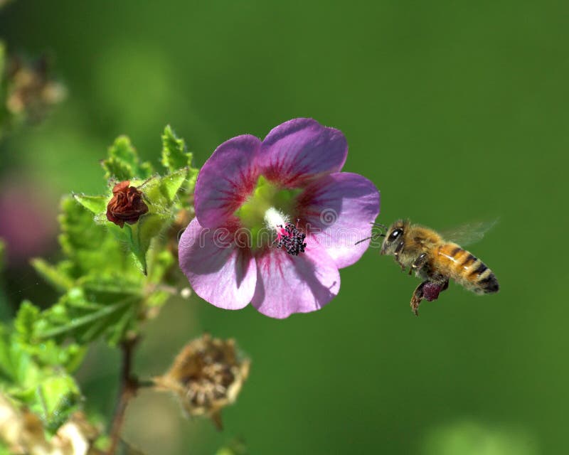 Ape e fiore di volo fotografia stock Ape e fiore di volo fotografia stock