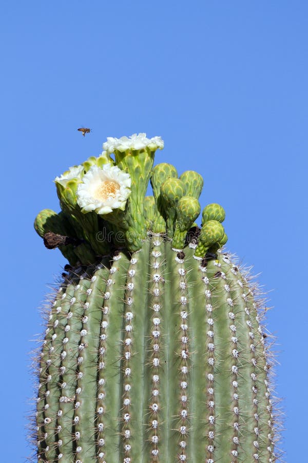 Ape sopra i fiori del saguaro fotografie stock libere da diritti Ape sopra i fiori del saguaro fotografie stock libere da diritti