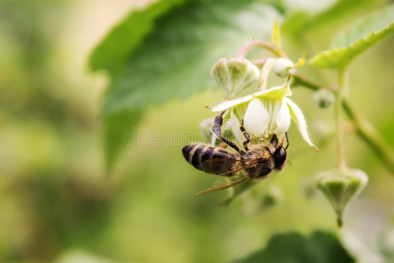 Ape su un fiore del lampone fotografia stock libera da diritti Ape su un fiore del lampone fotografia stock libera da diritti