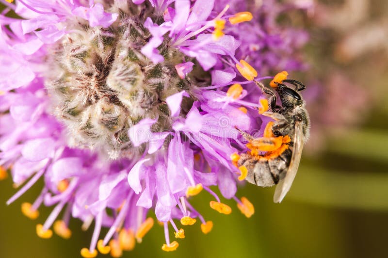 Ape su un fiore porpora e giallo immagini stock libere da diritti Ape su un fiore porpora e giallo immagini stock libere da diritti