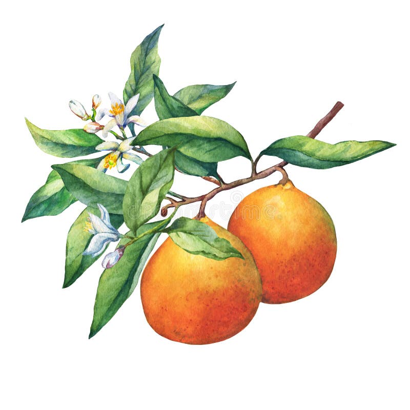 Apelsiner för ny citrusfrukt på en filial med frukter, gräsplan lämnar, slår ut och blommar royaltyfri illustrationer