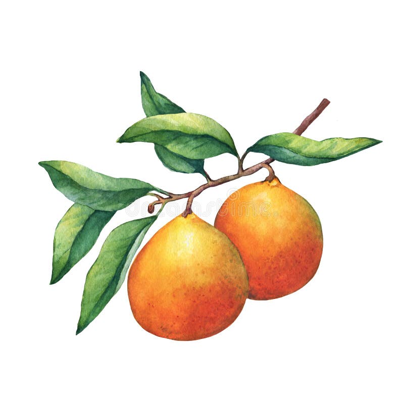 Apelsiner för ny citrusfrukt på en filial med frukter och gräsplansidor vektor illustrationer