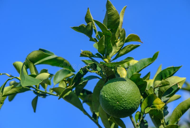 green oranges on tree branches in the evening sun 11. green oranges on tree branches in the evening sun 11