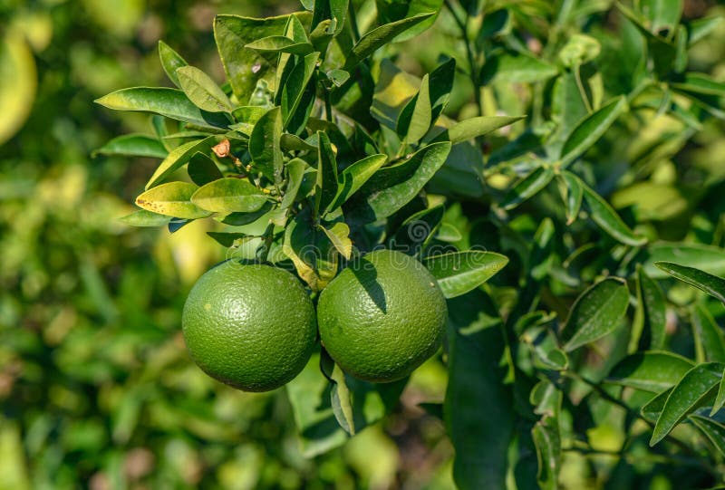 green oranges on tree branches in the evening sun 4. green oranges on tree branches in the evening sun 4