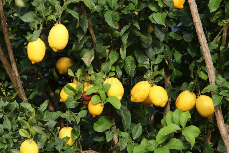Apelsinfrukter i citrusträdgården i stadsparken. Mogna frukter i en citrusträdgård i en stadspark i norra israel