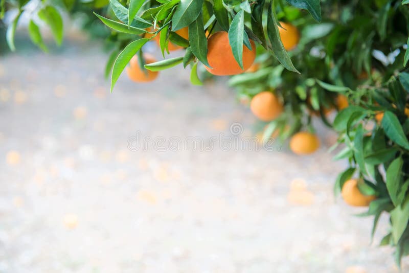 Apelsinfrukter på en förgrening i kopieringsområdet av citrusfrukter royaltyfri bild
