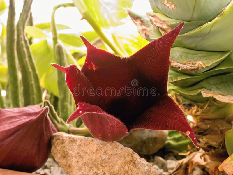 Cacto E Flor Da Estrela Do Mar Foto de Stock - Imagem de planta, odor:  35825596