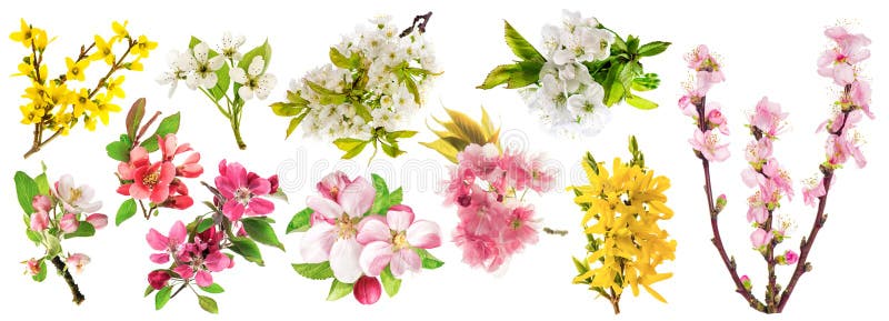 Apenas chovido sobre Floresce a pera da amêndoa do galho da cereja da árvore de maçã foto de stock royalty free Apenas chovido sobre Floresce a pera da amêndoa do galho da cereja da árvore de maçã foto de stock royalty free