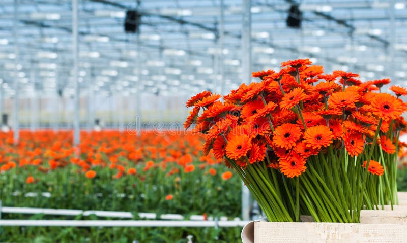 Apenas el Gerbera de color naranja cosechado florece en una flor holandesa