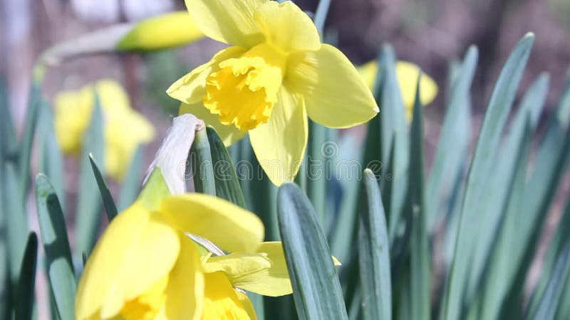 Apenas llovido encendido Narcisos Primavera