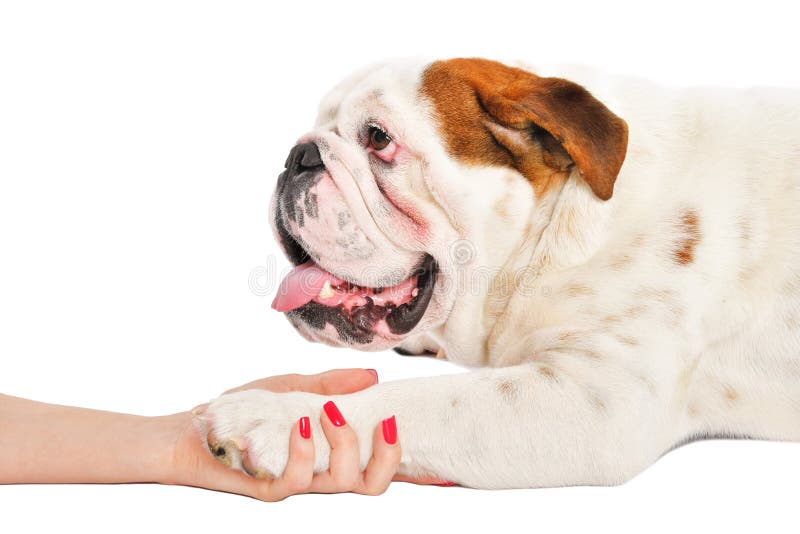 Handshake of a woman and an English bulldog, isolated on a white background. Handshake of a woman and an English bulldog, isolated on a white background
