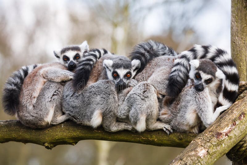 Aperto dos Lemurs