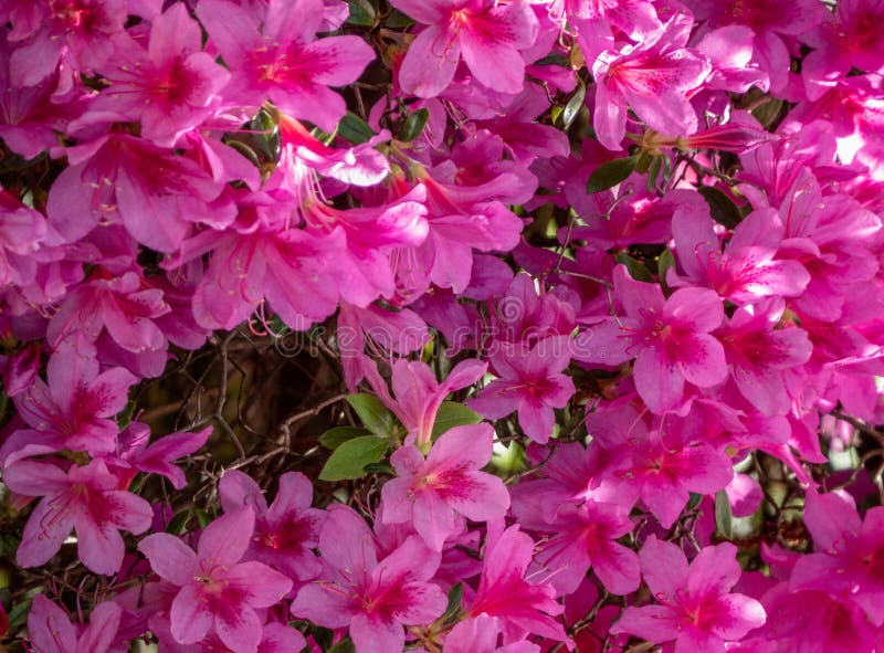 Aperçu d'un lit avec Gillyflowers pourpre, caryophyllus scientifique d'oeillet de nom, avec beaucoup de fleurs simples, bachgroun photographie stock Aperçu d'un lit avec Gillyflowers pourpre, caryophyllus scientifique d'oeillet de nom, avec beaucoup de fleurs simples, bachgroun photographie stock