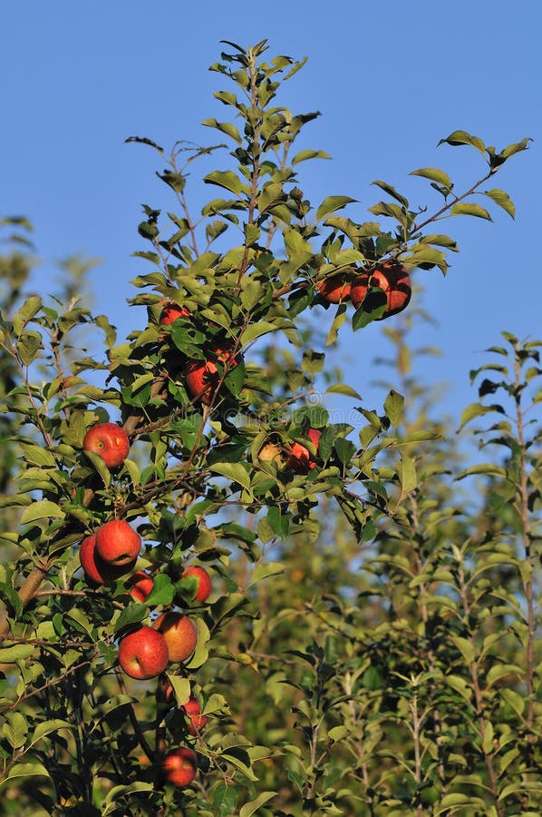 Apfelbaum stockfoto. Bild von landwirtschaft, torte, obstgarten 13516550