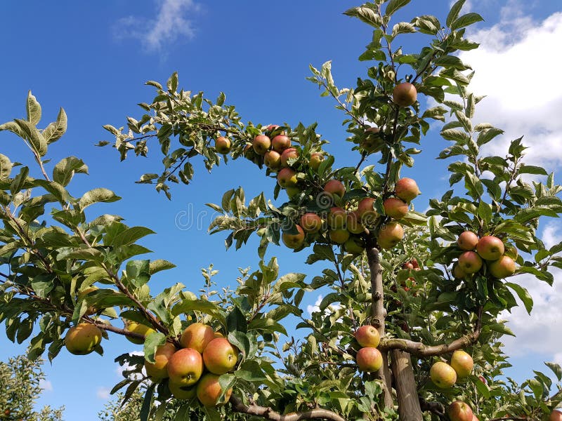 Apfelbaum im alten Land stockfoto. Bild von blühen, frisch 104132620