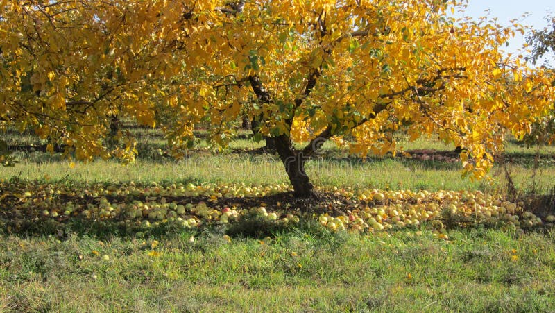Herbst Apfelbaum Archivbilder Abgabe des Download2,982 geben Fotos frei
