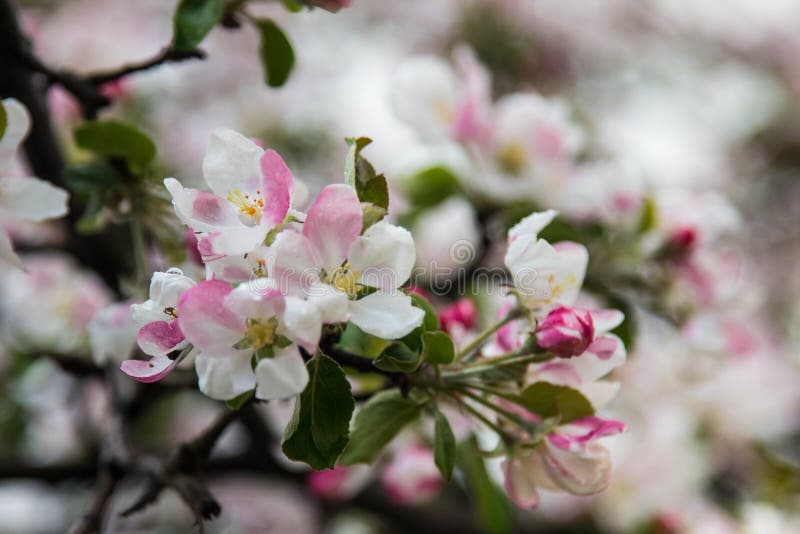 Apfelbaum mit den sensiblen rosafarbenen Blättern an einem klaren, sonnigen Tag lizenzfreie stockbilder