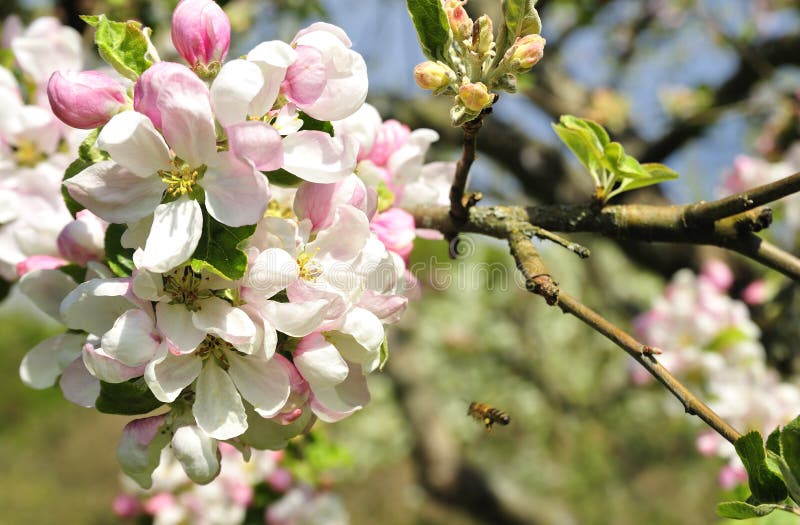 Zwei Glückliche Hübsche Mädchen, Die Auf Die Apfelbäume Gehen, Arbeiten