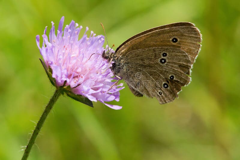 Aphantopus hyperantus royalty free stock photography