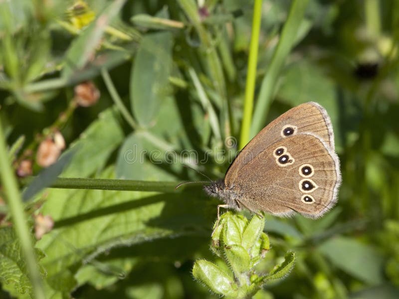 Aphantopus hyperantus stock photo