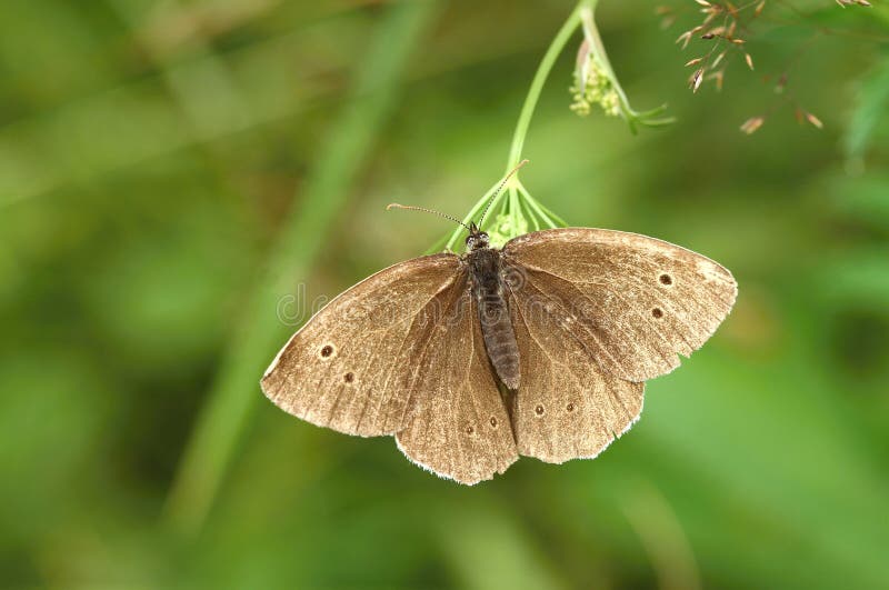 Aphantopus hyperantus royalty free stock image