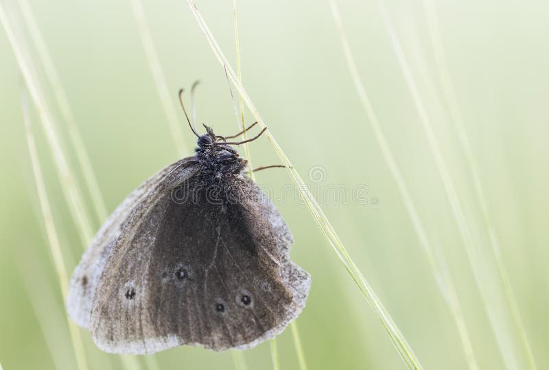 Aphantopus hyperantus royalty free stock photo